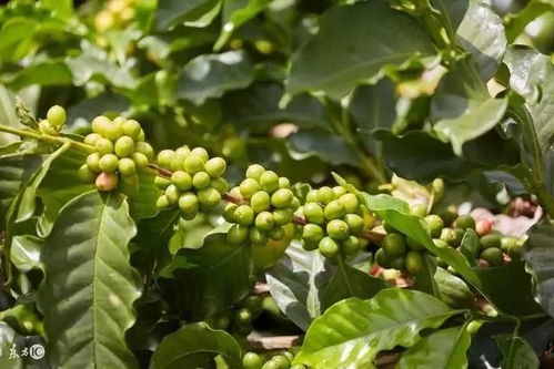 盤點現(xiàn)代世界農(nóng)業(yè)的6大模式，告訴農(nóng)民 棉花種植這么做才賺錢